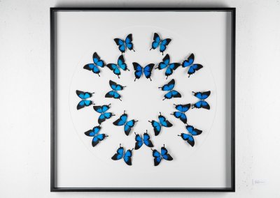 1.exhale, 2015. butterflies, silver, steel. size 100x100
